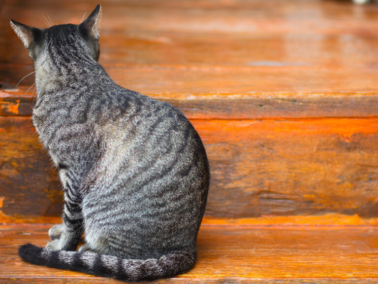 vlooien bij katten