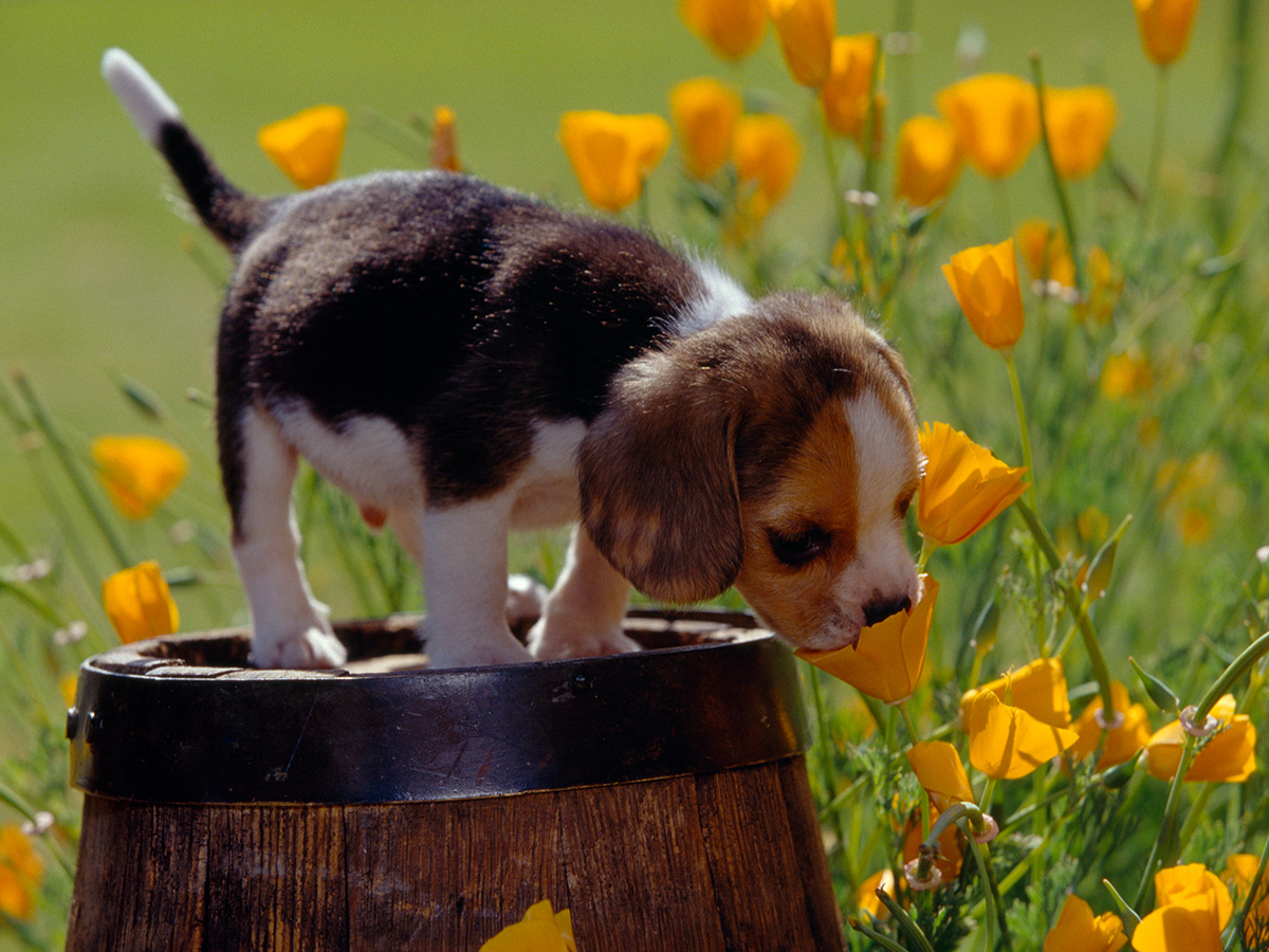 Checklist voor de aanschaf van een puppy