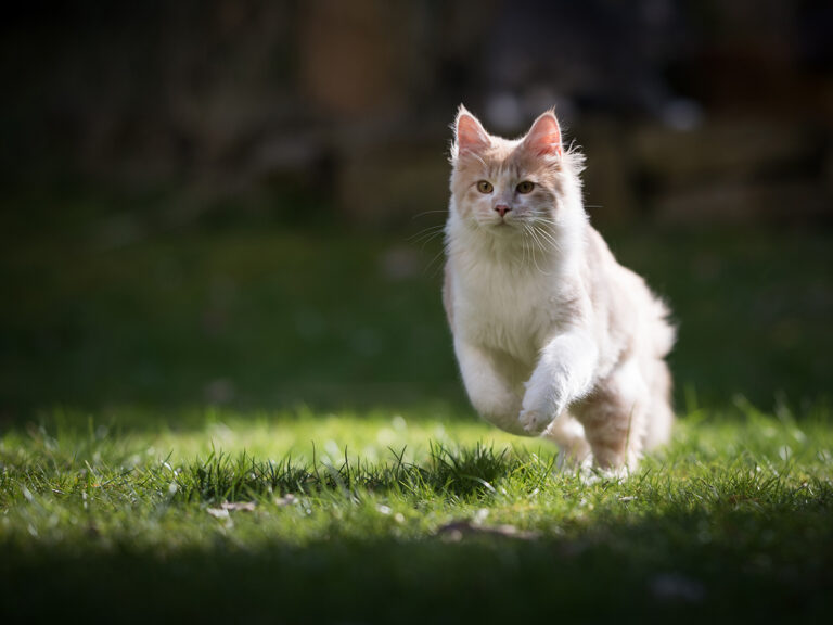 buitenkat
