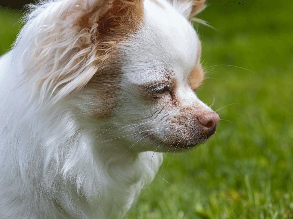Chihuahua small dog