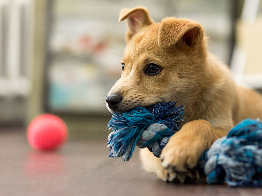 Puppy kopen