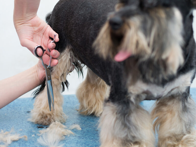 caring for a dog