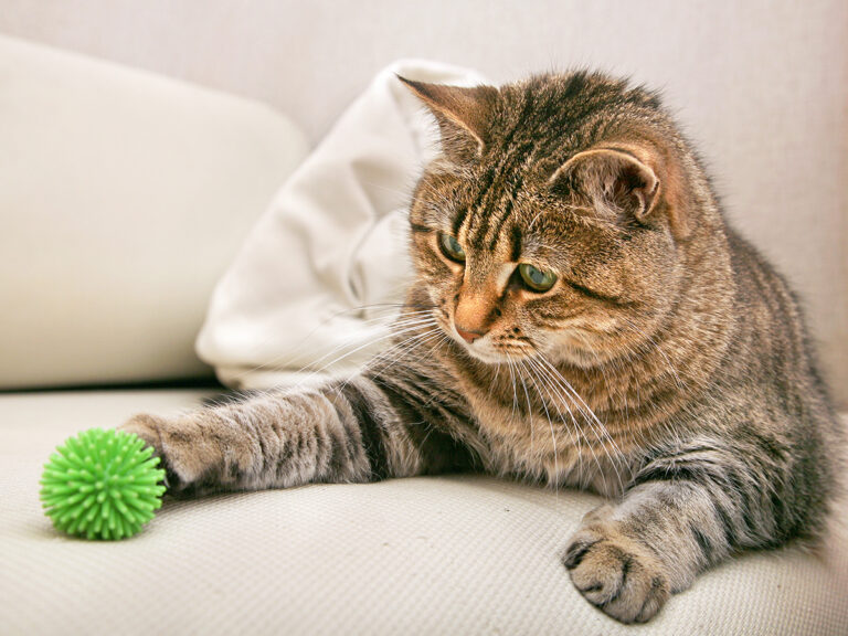 keeping a cat indoors