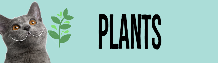 Cat poisonous plants