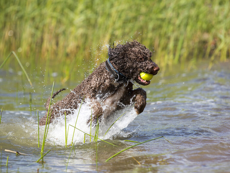 healthy dog