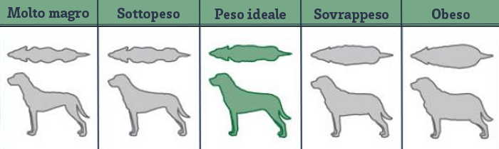 Dog body weight tabel