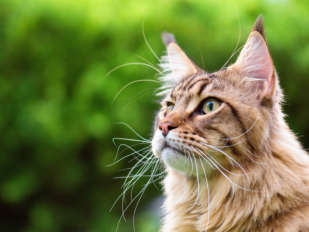 Welke kat