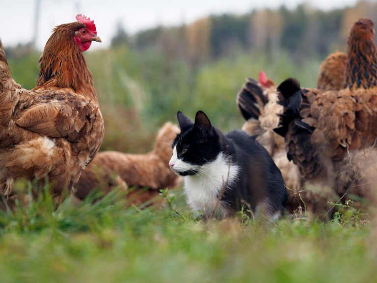 safe garden for cats