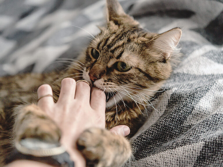 cat bites
