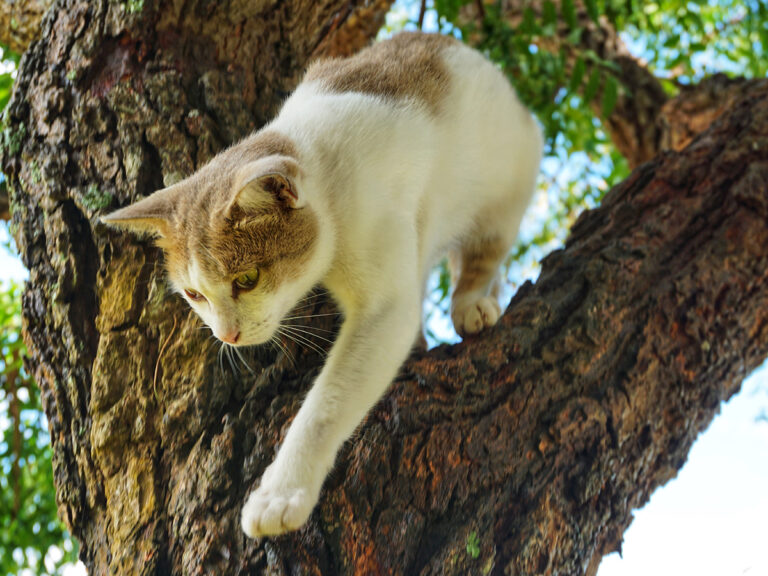 safe living environment cat