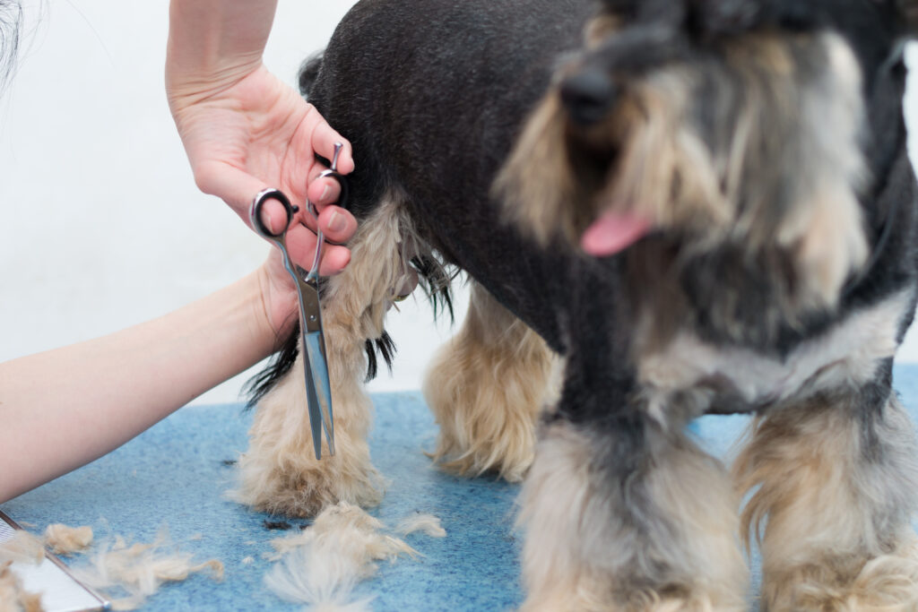 visit a grooming salon for you dog during corona