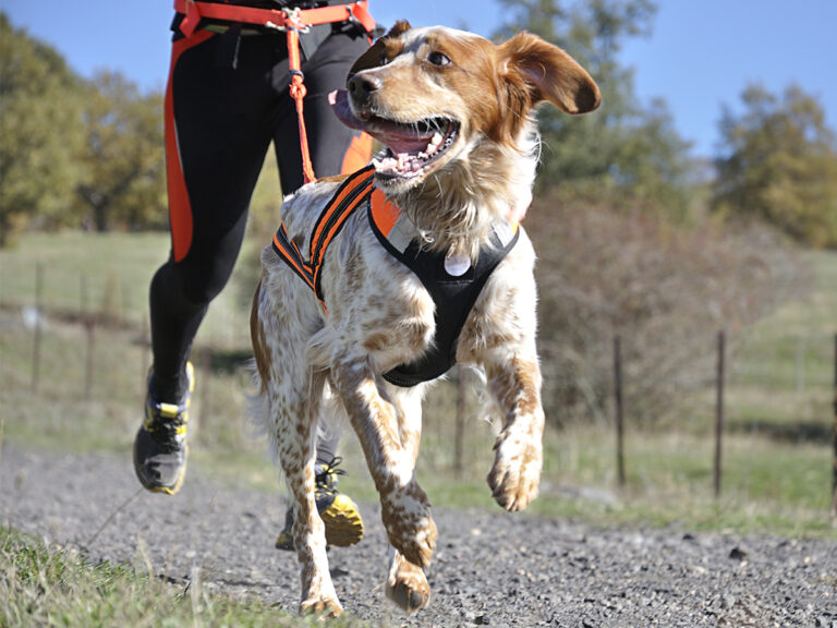 exercise with your dog