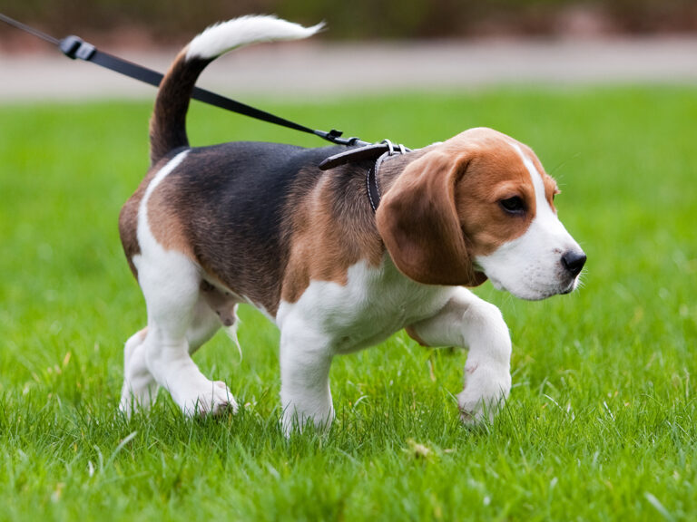 puppy zindelijk maken