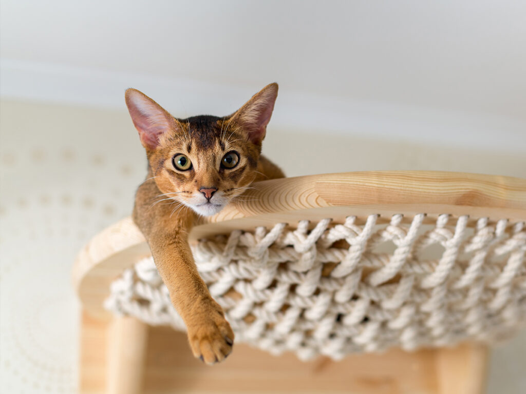 leaving your cat alone for the first time