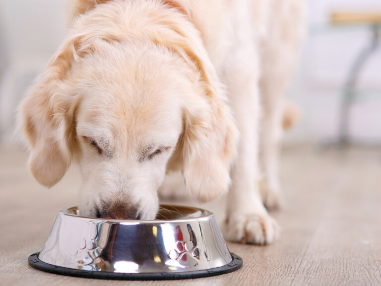 ongewenst gedrag hond afleren