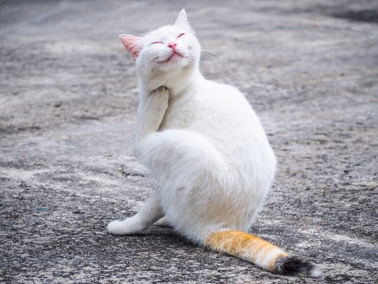 deworming your cat