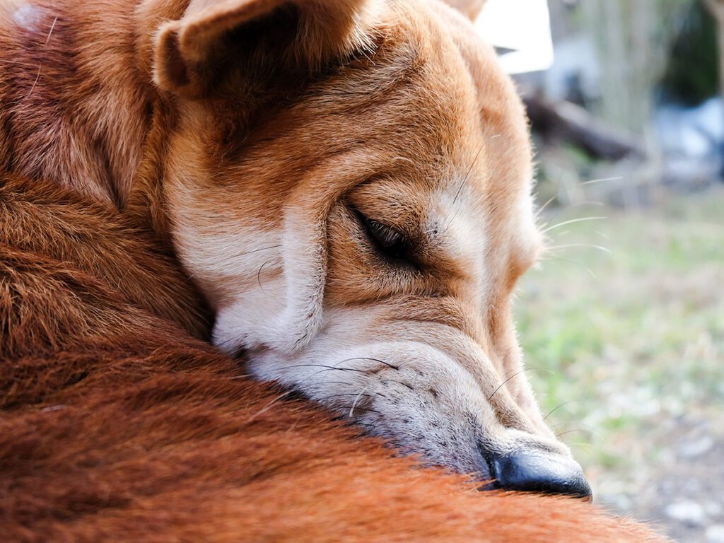 sick dog