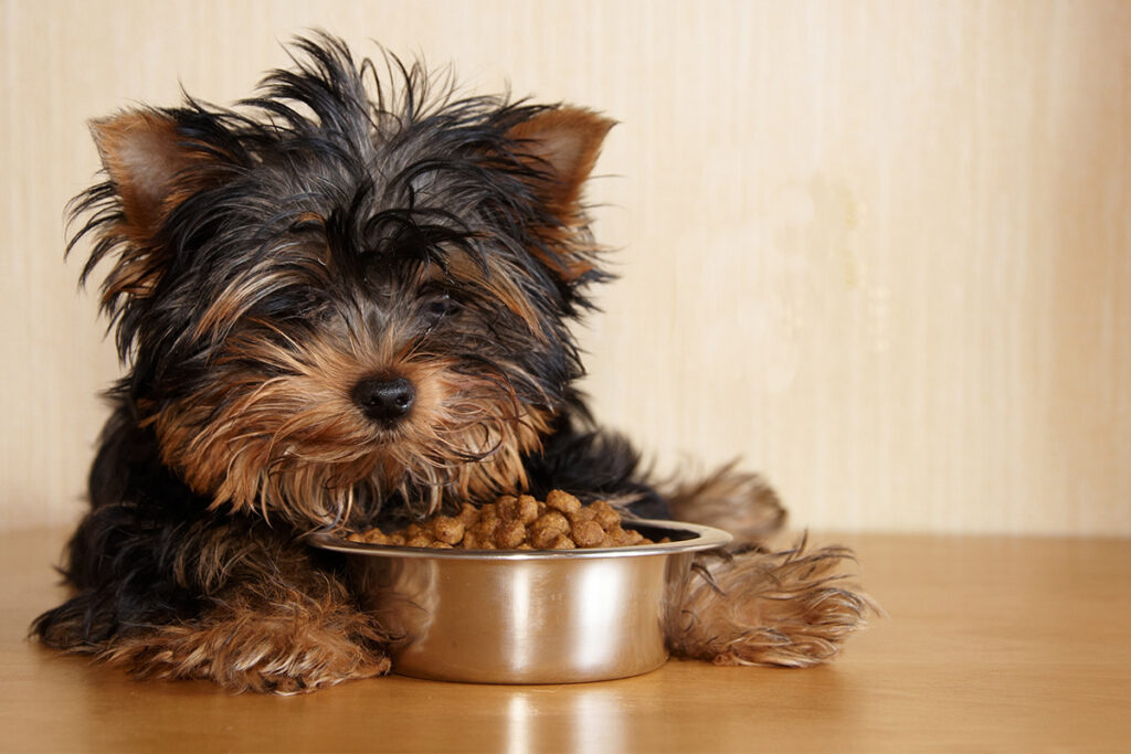 Cost of purchasing and maintaining a pet