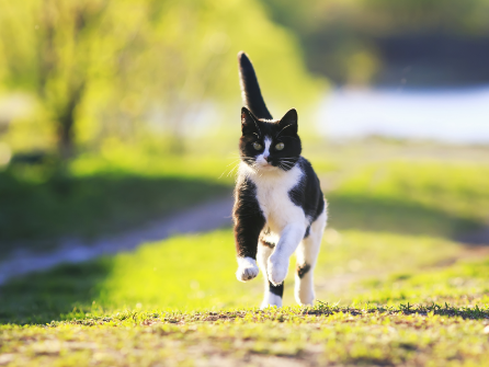Yarrah biologisch kattenvoer - review