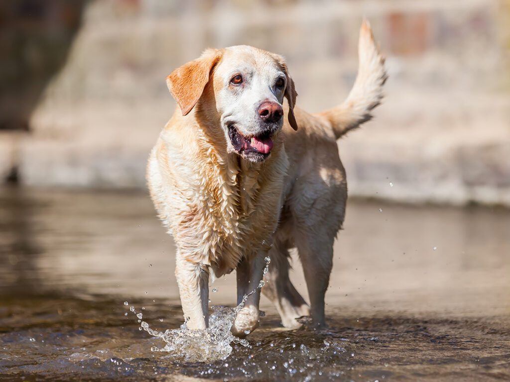 health of a senior dog