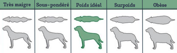 Dog body weight tabel