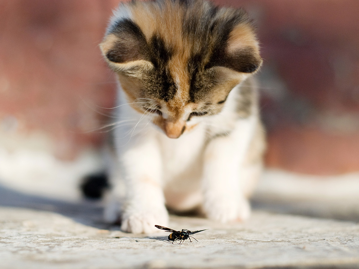 Checklist for purchasing a kitten
