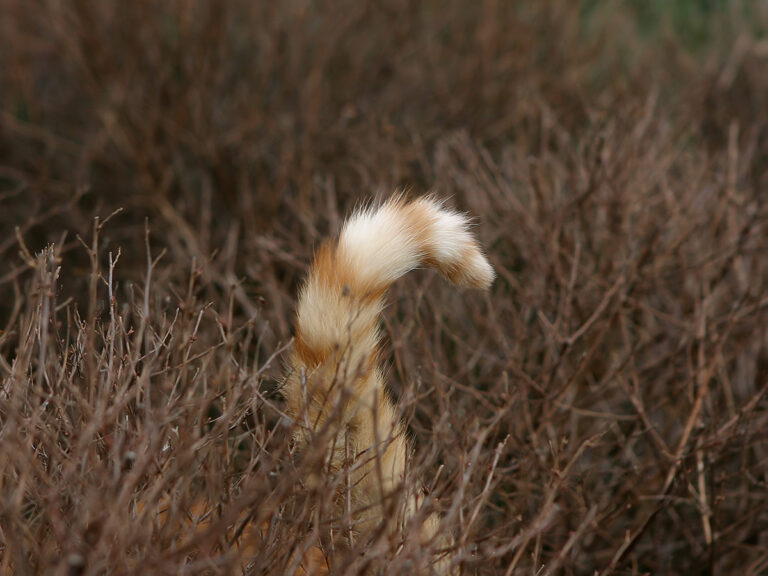 lichaamstaal van een kat