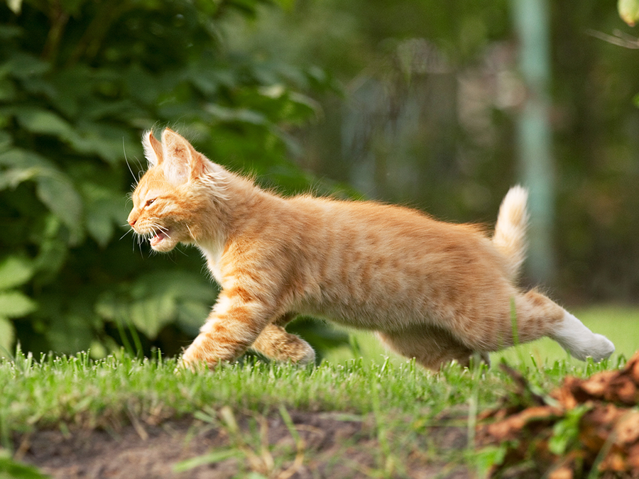Buying a kitten