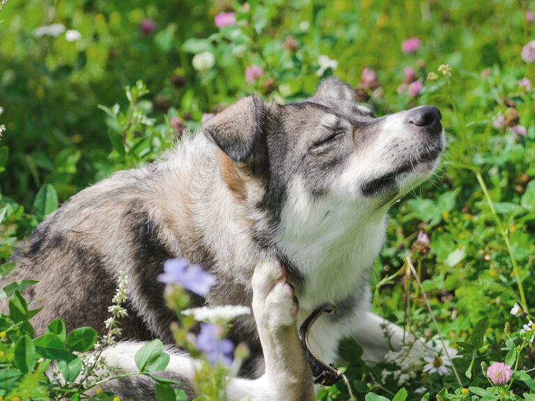 a healthy dog