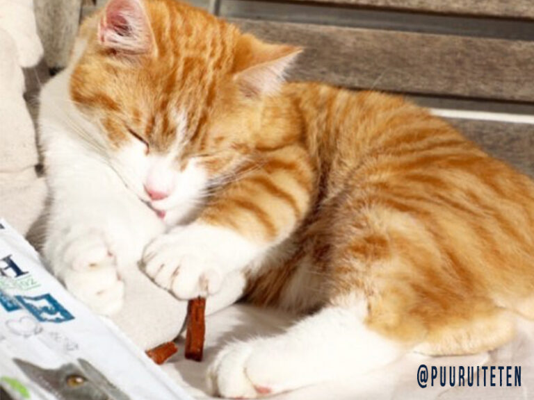 cat eating a Yarrah chew stick