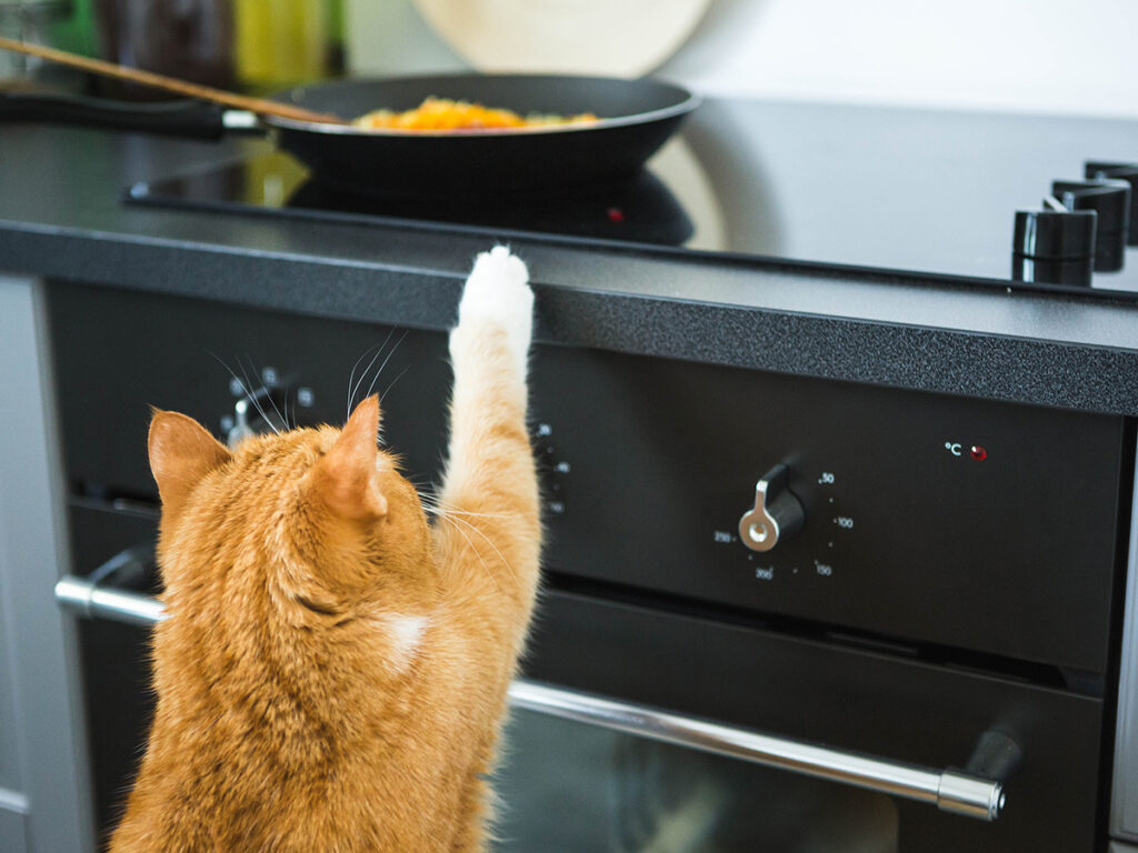 ongewenst gedrag van een kat