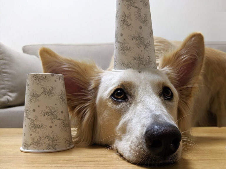 Cup game for dogs and cats