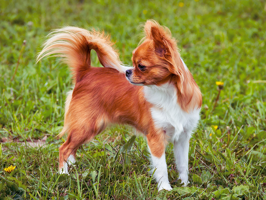 Welke hond