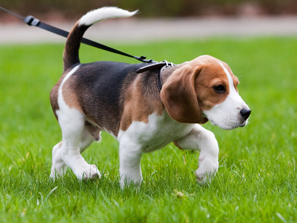 Herkennen lichaamstaal hond