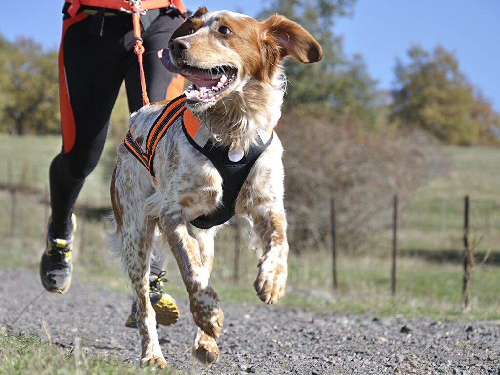 running with your dog