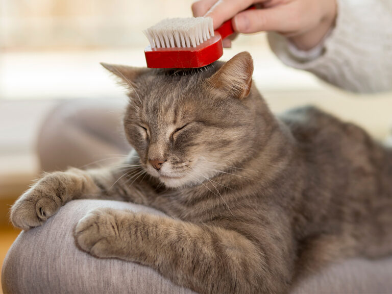 kitten socialiseren