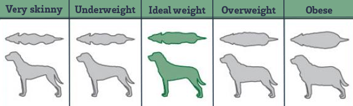 Dog body weight tabel