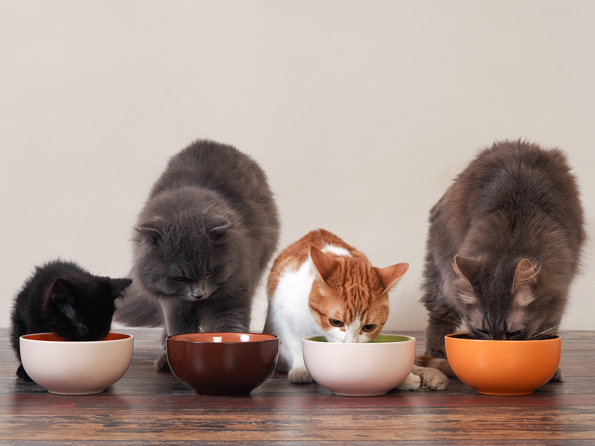 vital nutrients for cats